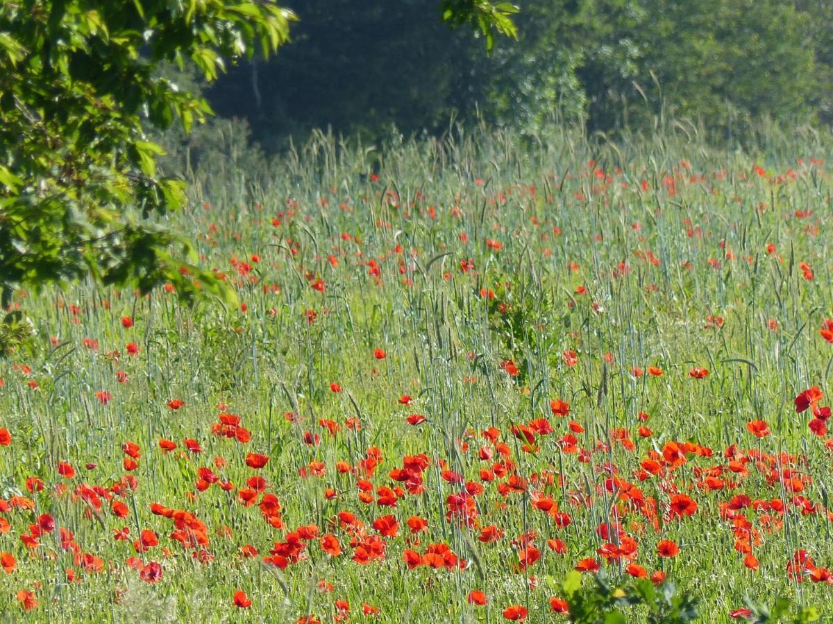 Au Ptit Coquelicot Villa Houyet Eksteriør bilde